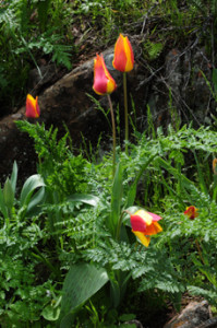 Tulipa_zenaidae_6299_O_Belyalov1