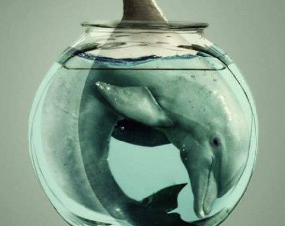 Открытое письмо по вопросу создания дельфинария в Астане