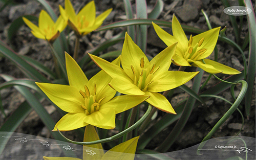 Желтые тюльпаны (фотообои)