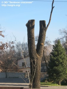 Дерево на пр.Достык и Жолдасбекова IMG_1742