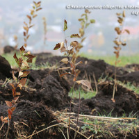 Thousands of seedlings of Sievers apple trees and tulips of “Nursultan Nazarbayev” variety are abandoned on Kok-Tobe