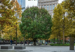 Выжившее дерево (Pyrus calleryana), Мемориальный комплекс 9/11, Манхэттэн Авторские права: Colin Montgomery, © Blue Crow Media Источник: Hyperallergic