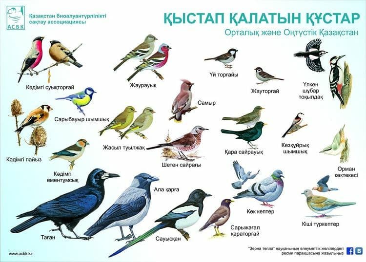Зимующие птицы города Алматы - Зеленое спасение