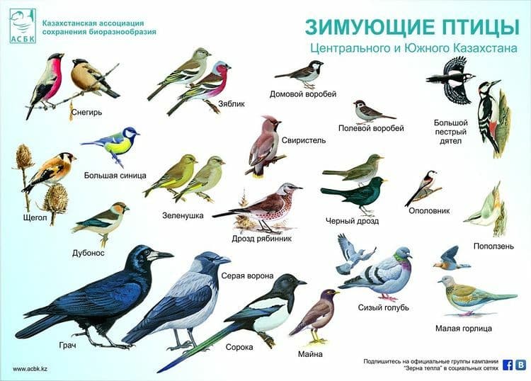 Птицы казахстана фото