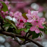 Фотогалерея «Яблонь цвет»