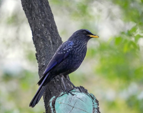 Синяя птица стала Птицей года 2023 в Казахстане