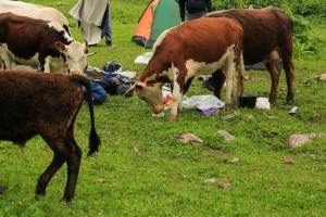 505751562_1000742998772738_4671091438813622067_n (2)