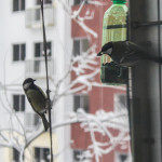 Сытой птице мороз не страшен