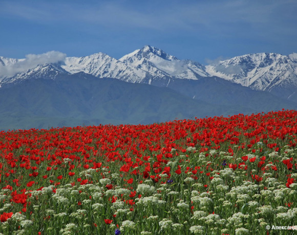 Выставка Александра Жданко «48 оттенков ПРЕ-красного»