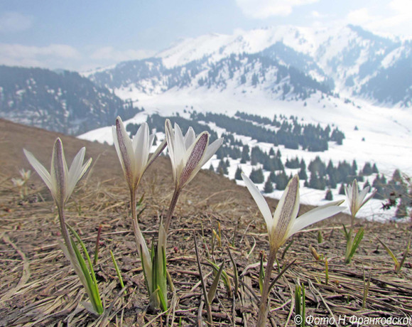 Фотовыставка Натальи Франковской «Наши горы,  такие близкие»
