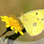 Экокалендарь. Июнь