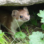 Экокалендарь. Май