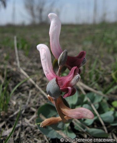 Хохлатка Ледебура