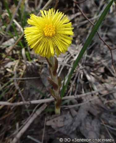Мать-и-мачеха обыкновенная