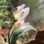 Поздравляем с праздником весны!