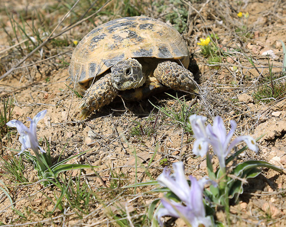 Сохраним среднеазиатскую черепаху!
