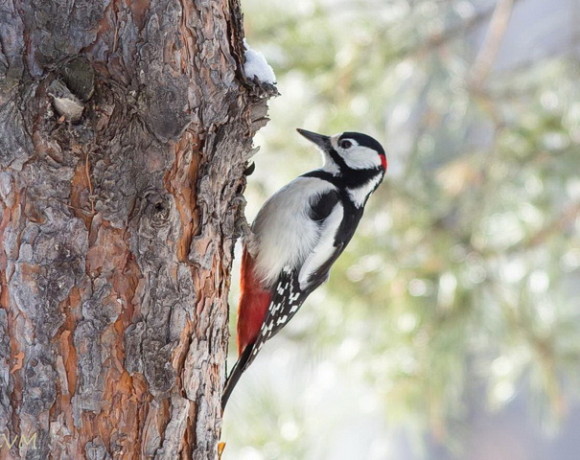 Большой пестрый дятел – Птица года-2018