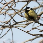 Синица (фотообои)