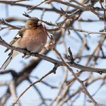 Зяблик (фотообои)