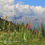 How does Kazakhstan implement decision VI/8g?