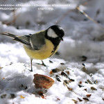 Экокалендарь. ФЕВРАЛЬ