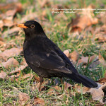 Чёрный дрозд стал Птицей 2026 года в Казахстане