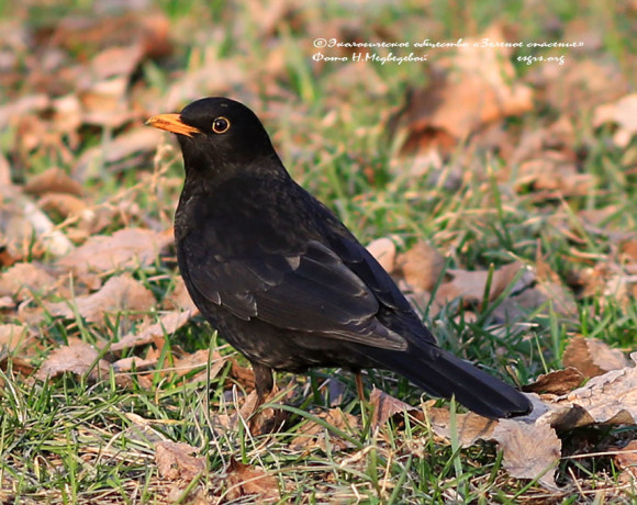 Чёрный дрозд стал Птицей 2026 года в Казахстане