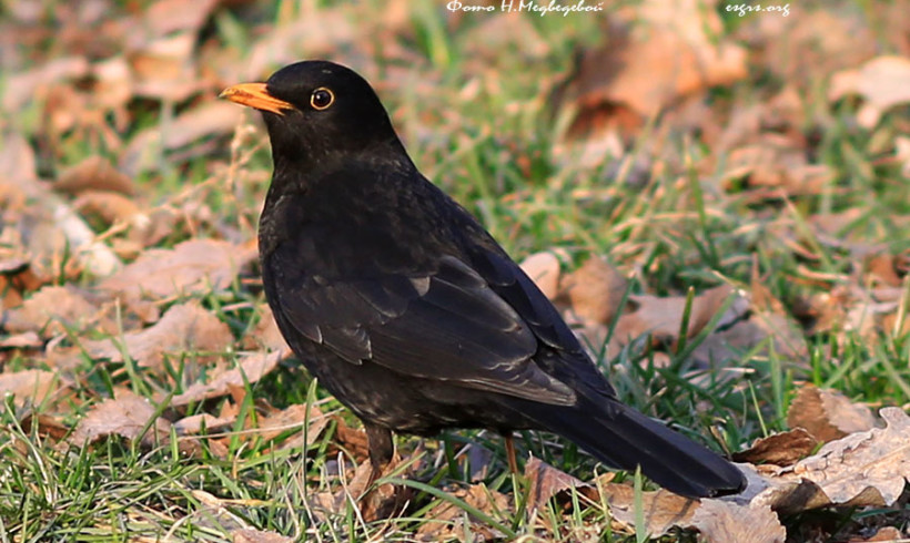 Чёрный дрозд стал Птицей 2026 года в Казахстане Чёрный дрозд стал Птицей 2026 года в Казахстане