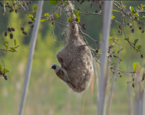Навики о любиках, или Как нам понять природу