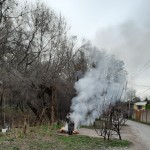 Почему нельзя сжигать листья