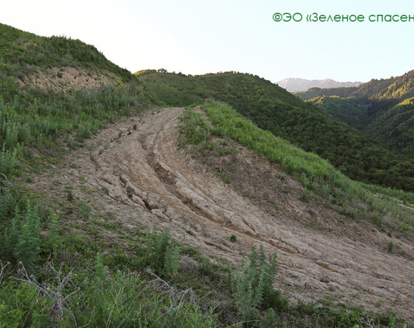 Дорога в никуда, или Природу не обманешь!