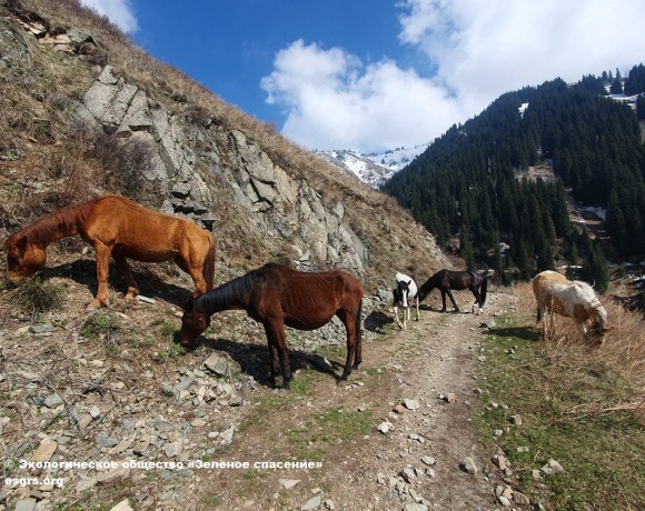 Пастбища среди заповедных троп: необходимость или угроза?