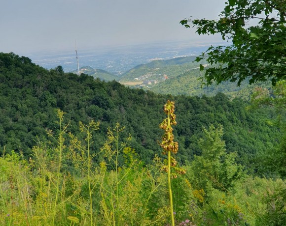 Безразмерные экосистемы или беспредельная жадность?