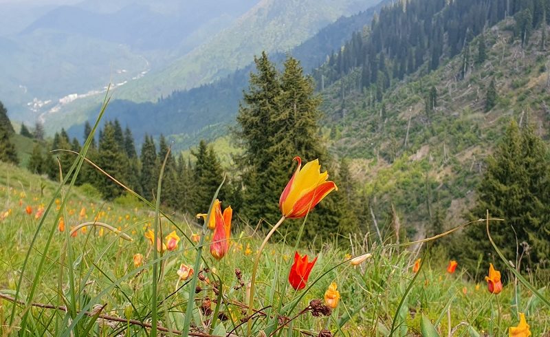 Куда «переехали» краснокнижники с Кокжайлау?